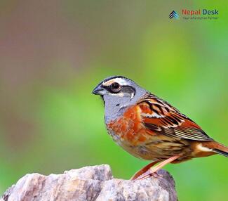 Rock Bunting_Emberiza cia