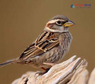 Rock Sparrow_Petronia petronia