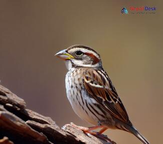Rock Sparrow_Petronia petronia