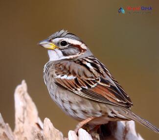 Rock Sparrow_Petronia petronia