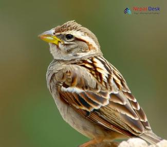 Rock Sparrow_Petronia petronia