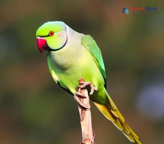 Rose-ringed Parakeet_Psittacula krameri