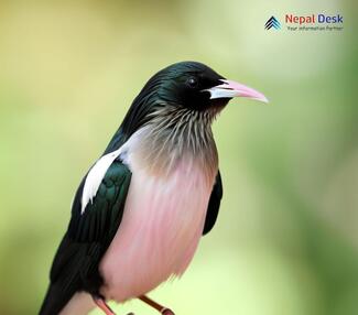 Rosy Starling_Pastor roseus