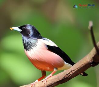 Rosy Starling_Pastor roseus