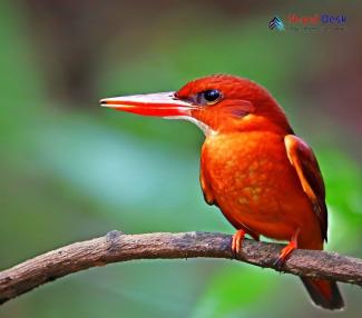 Ruddy Kingfisher_Halcyon coromanda