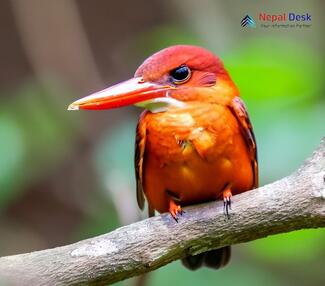 Ruddy Kingfisher_Halcyon coromanda