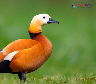 Ruddy Shelduck_Tadorna ferruginea