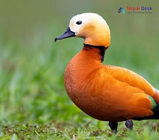 Ruddy Shelduck_Tadorna ferruginea