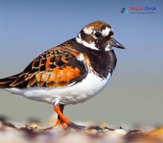 Ruddy Turnstone_Arenaria interpres