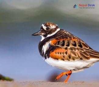 Ruddy Turnstone_Arenaria interpres