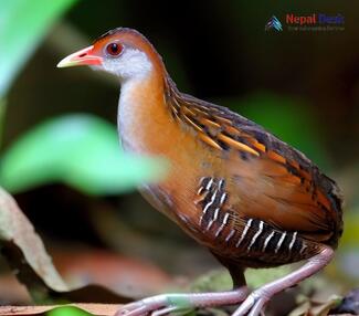 Ruddy-breasted crake_Zapornia fusca