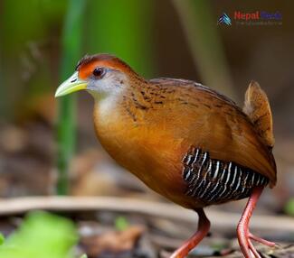 Ruddy-breasted crake_Zapornia fusca