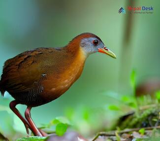 Ruddy-breasted crake_Zapornia fusca