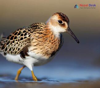 Ruff_Calidris pugnax