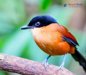 Rufous Sibia_Heterophasia capistrata