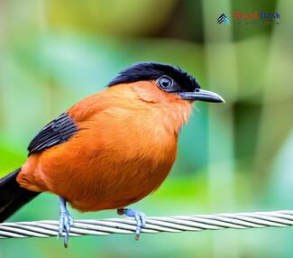 Rufous Sibia_Heterophasia capistrata