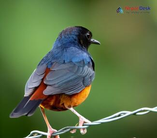 Rufous-breasted Bush Robin_Tarsiger hyperythrus