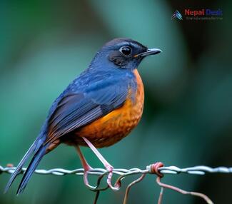 Rufous-breasted Bush Robin_Tarsiger hyperythrus