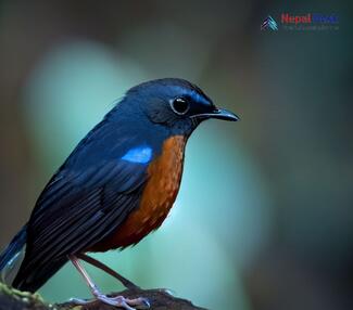 Rufous-breasted Bush Robin_Tarsiger hyperythrus