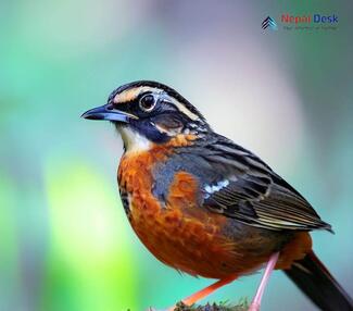 Rufous-breasted accentor_Prunella strophiata