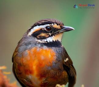 Rufous-breasted accentor_Prunella strophiata