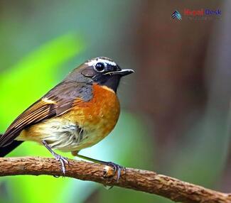 Rufous-gorgeted Flycatcher_Ficedula strophiata