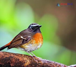 Rufous-gorgeted Flycatcher_Ficedula strophiata