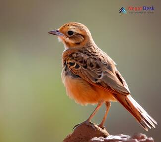 Rufous-tailed Lark_Ammomanes phoenicura