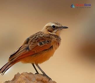 Rufous-tailed Lark_Ammomanes phoenicura