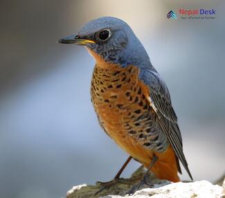 Rufous-tailed Rock Thrush_Monticola saxatilis