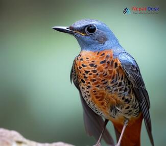 Rufous-tailed Rock Thrush_Monticola saxatilis