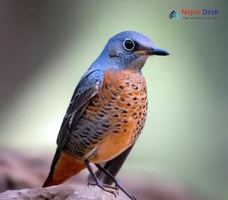 Rufous-tailed Rock Thrush_Monticola saxatilis