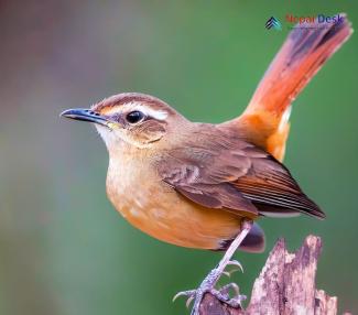 Rufous-tailed Scrub Robin_Cercotrichas galactotes