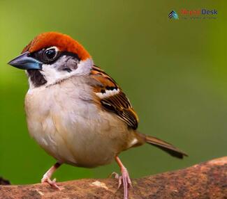 Russet Sparrow_Passer cinnamomeus