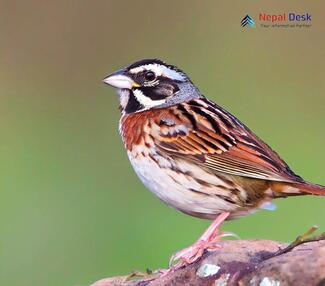 Rustic Bunting_Emberiza rustica