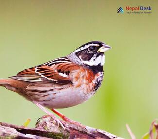 Rustic Bunting_Emberiza rustica