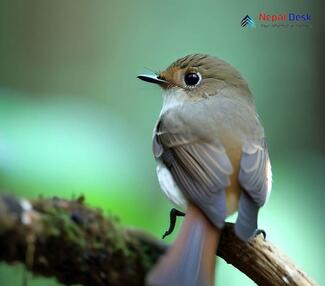 Rusty-tailed Flycatcher_Ficedula ruficauda