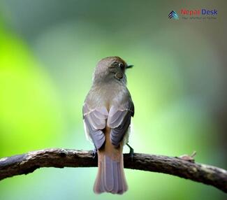 Rusty-tailed Flycatcher_Ficedula ruficauda