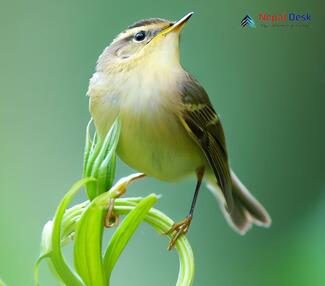 Sakhalin Leaf Warbler_Phylloscopus borealoides