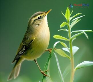 Sakhalin Leaf Warbler_Phylloscopus borealoides