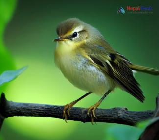 Sakhalin Leaf Warbler_Phylloscopus borealoides