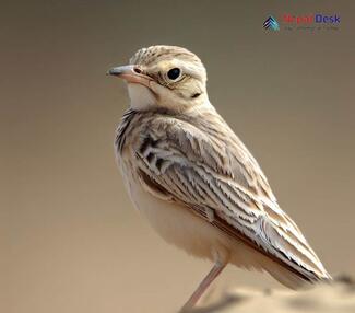 Sand Lark_Alaudala raytal