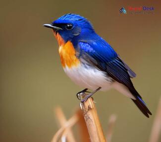 Sapphire Flycatcher_Ficedula sapphira