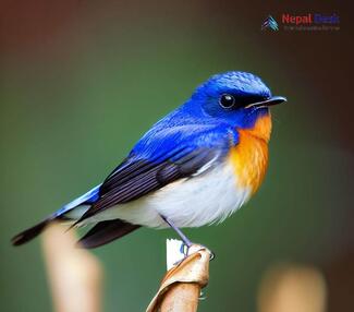 Sapphire Flycatcher_Ficedula sapphira