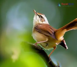 Savi's Warbler_Locustella luscinioides