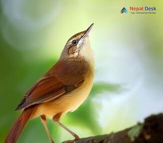 Savi's Warbler_Locustella luscinioides