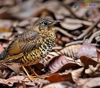 Scaly Thrush_Zoothera dauma