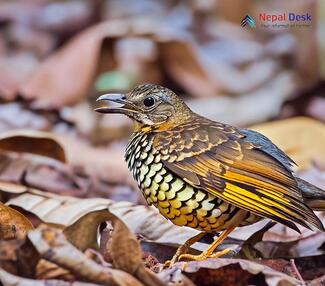 Scaly Thrush_Zoothera dauma