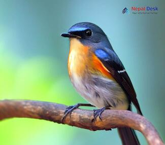 Slaty-backed Flycatcher - Ficedula erithacus