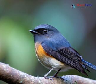 Slaty-backed Flycatcher - Ficedula erithacus